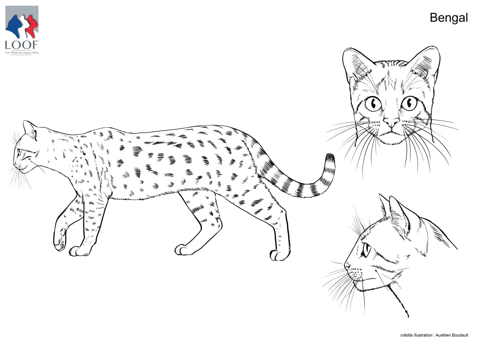 Standard illustre bengal 1